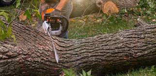 Professional Tree Care in Archer City, TX