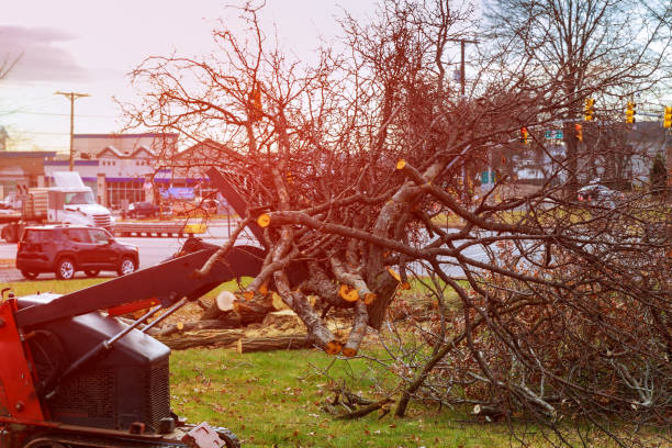 Best Tree Removal  in Archer City, TX