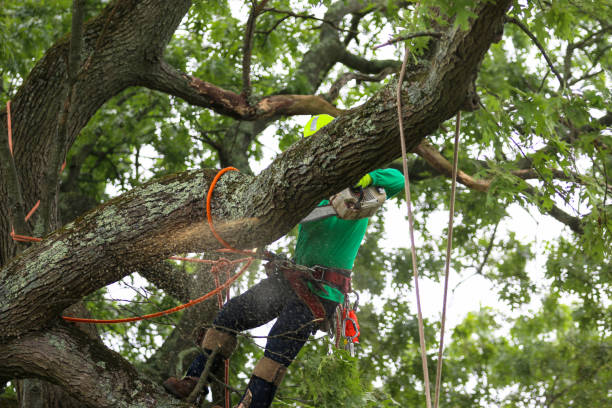 Best Firewood Processing and Delivery  in Archer City, TX