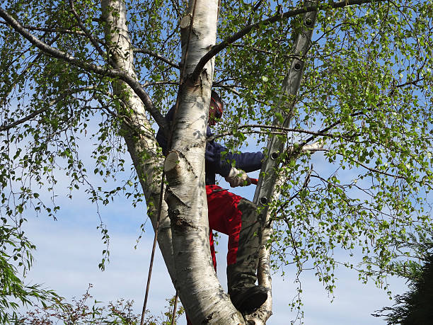Professional Tree Care in Archer City, TX