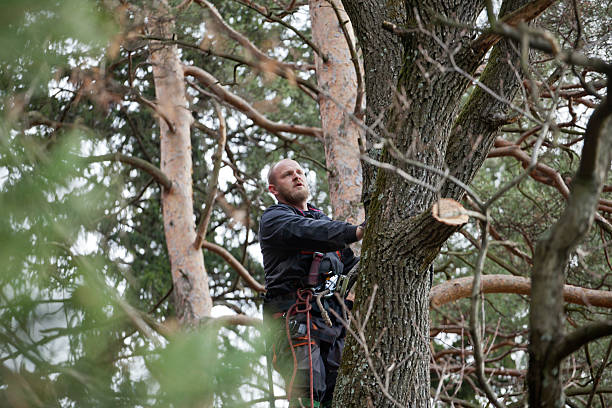 Best Tree Cabling and Bracing  in Archer City, TX