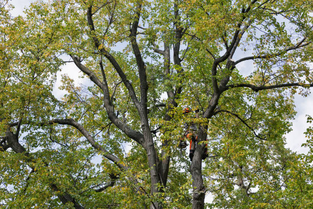 Best Storm Damage Tree Cleanup  in Archer City, TX