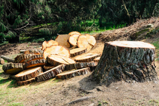 Best Tree Removal  in Archer City, TX